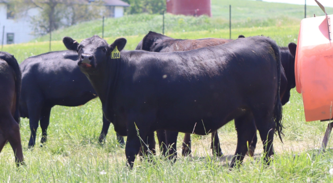 Understand Minerals for Healthier, More Productive Cattle
