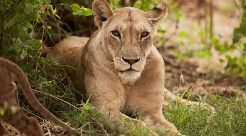 CM Punjab Announces Compensation for Lion Attack Victims
