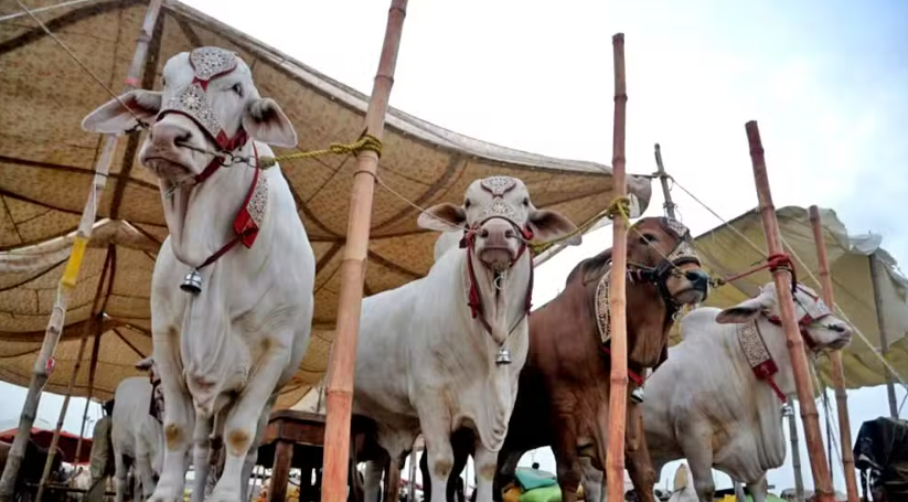 Govt Planning on a New Cattle Market in Lahore