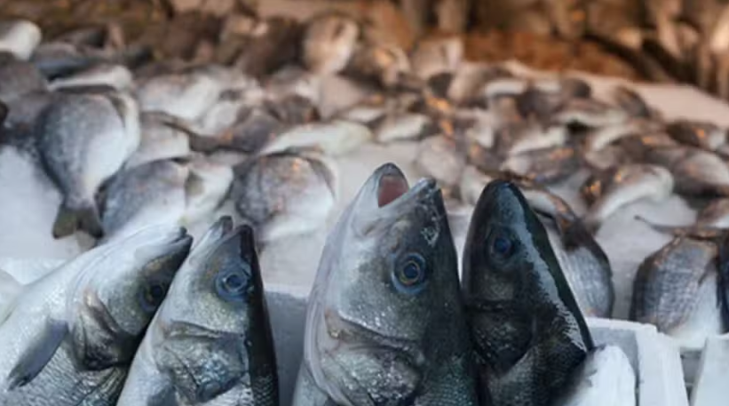 Pakistan’s Seafood Exports Rise to $465 Million